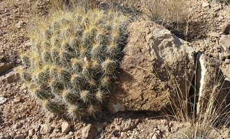 Interesting half-rock half-cactus